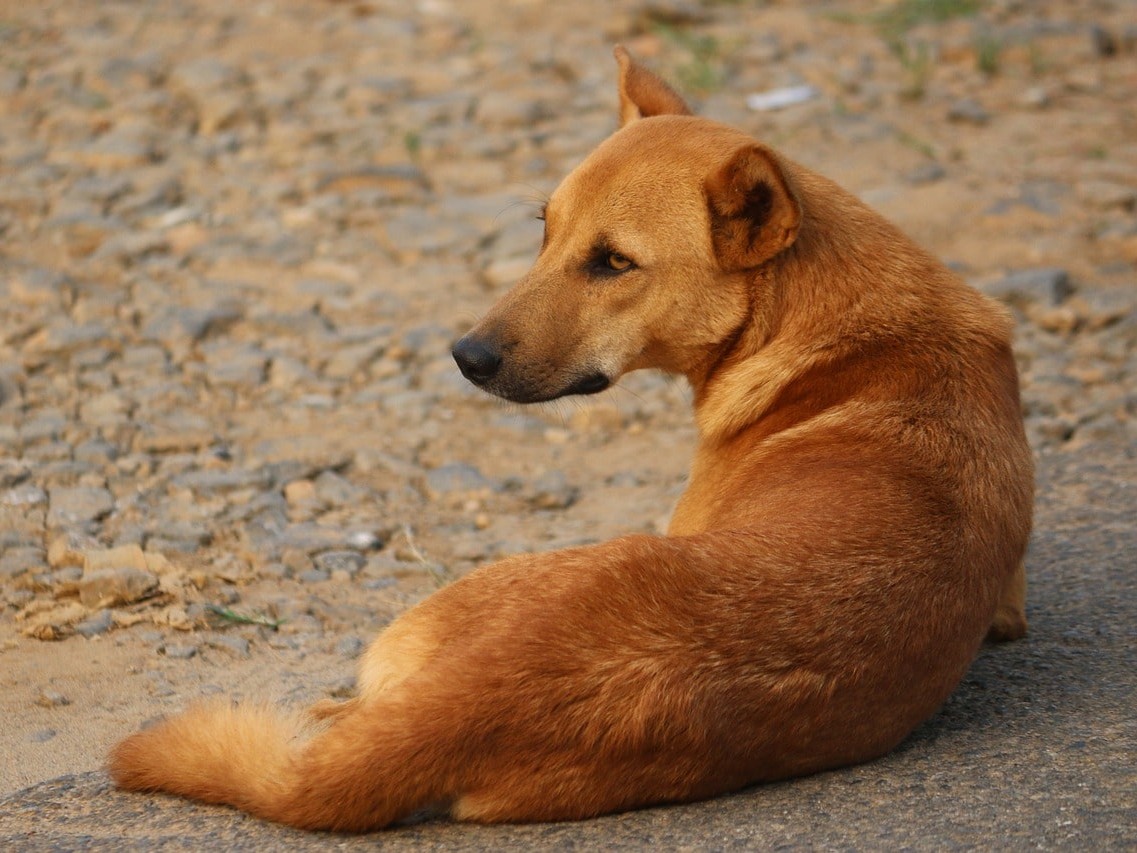 Stray Dog Welfare Drive